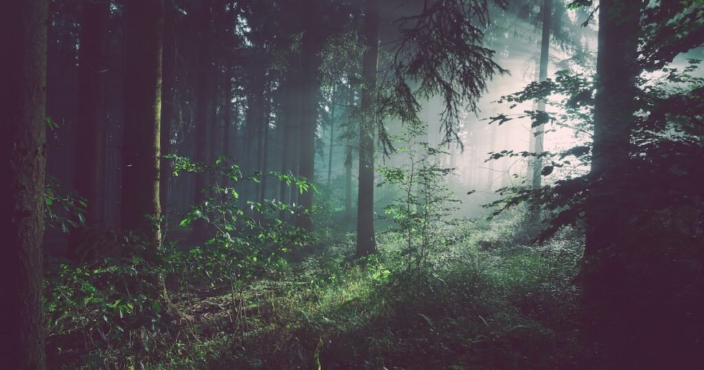 Forest Bathing Through Your Vaporizer — How Cannabis Terpenes Boost Your Immune System