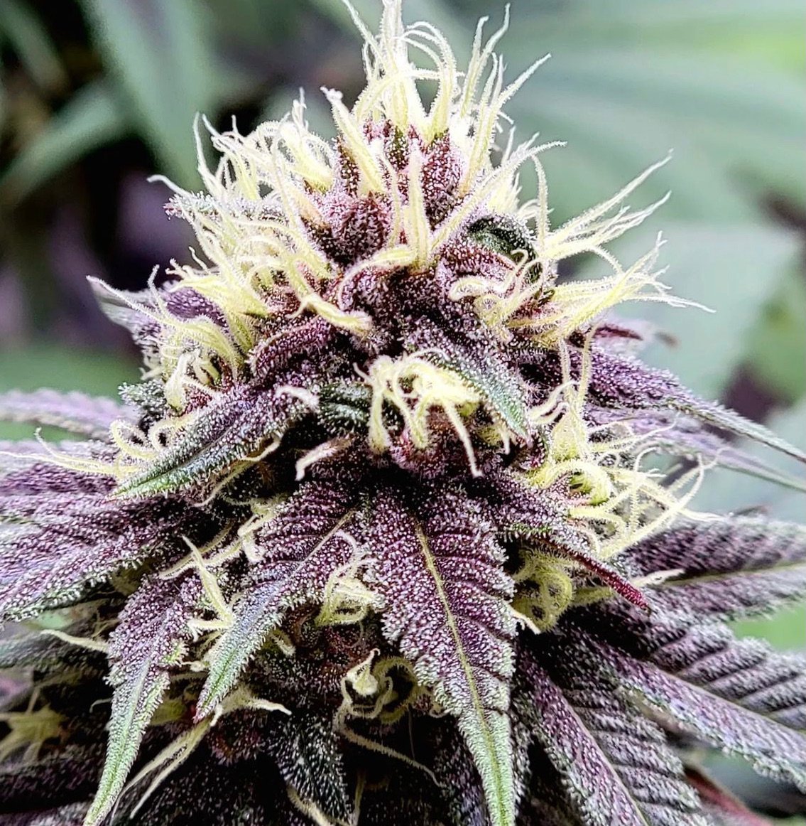 Cannabis flower with high linalool terpene content