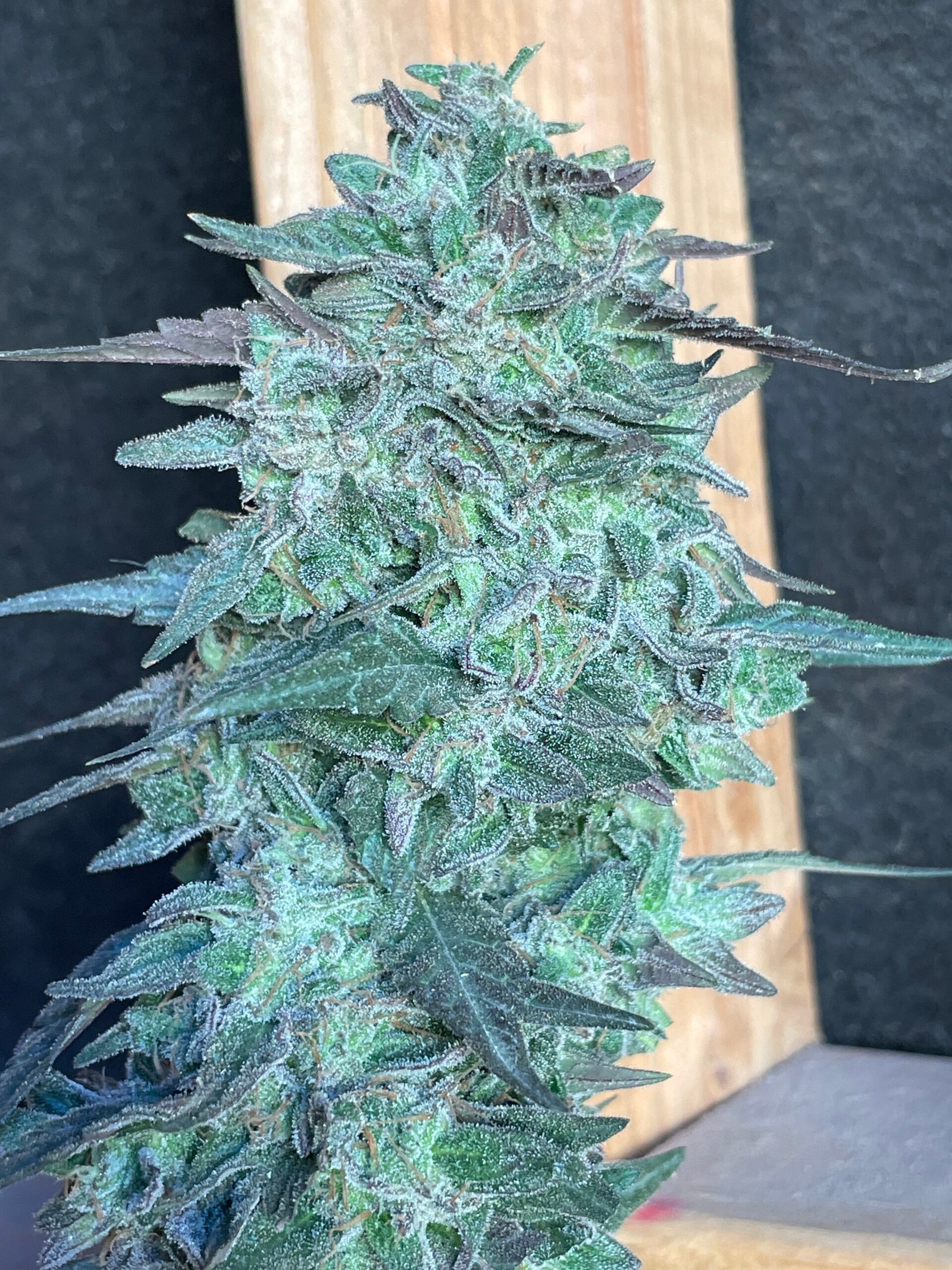 Cannabis flower rich in alpha-pinene and limonene terpenes